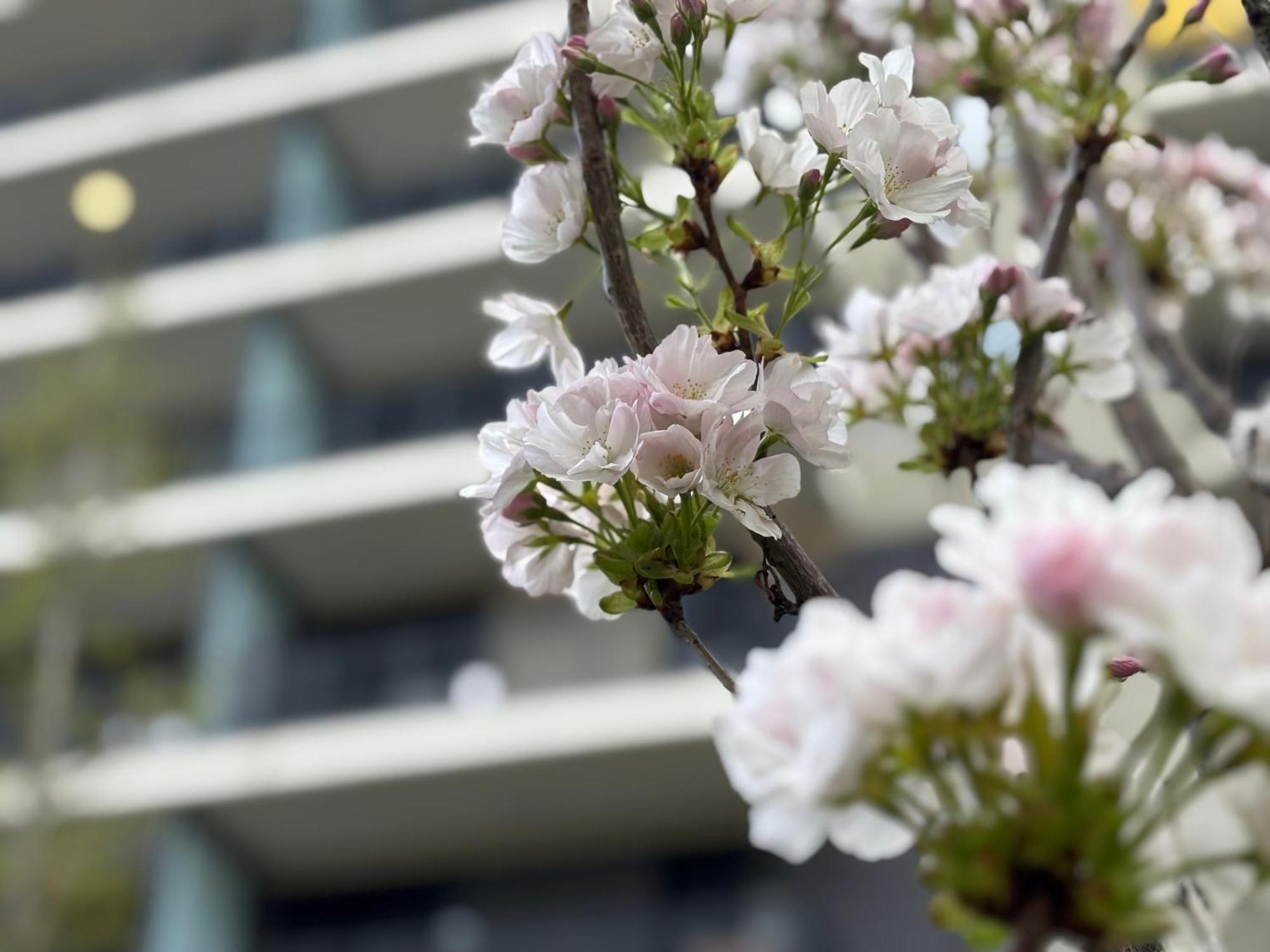 Japandi Studio Apartment, Free Parking Budapeszt Zewnętrze zdjęcie